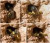 Andrena sp.